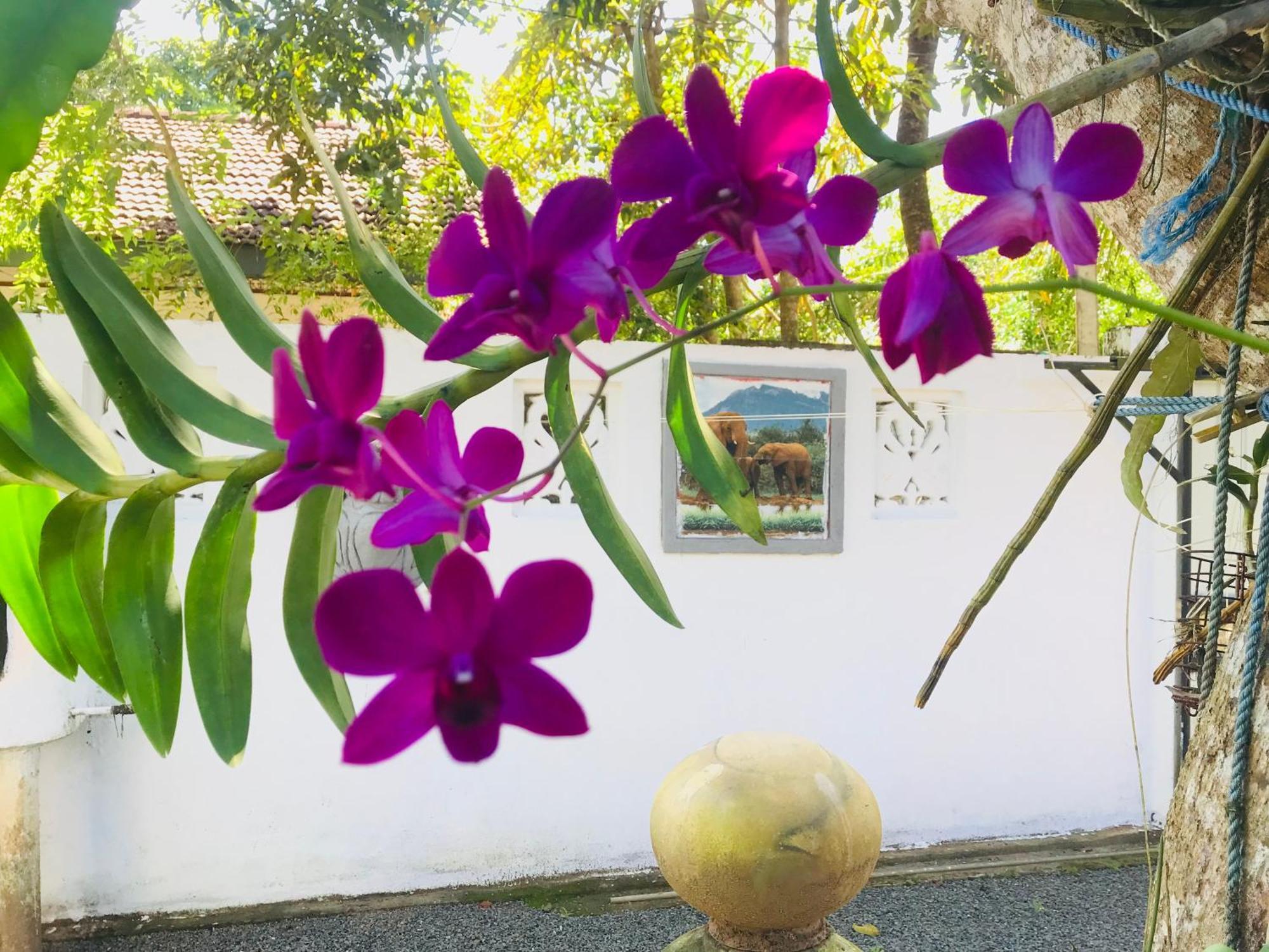Summer House Mirissa Exterior foto